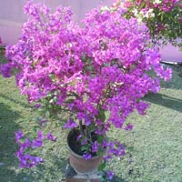Manufacturers Exporters and Wholesale Suppliers of Perennial Plants Kolkata West Bengal
